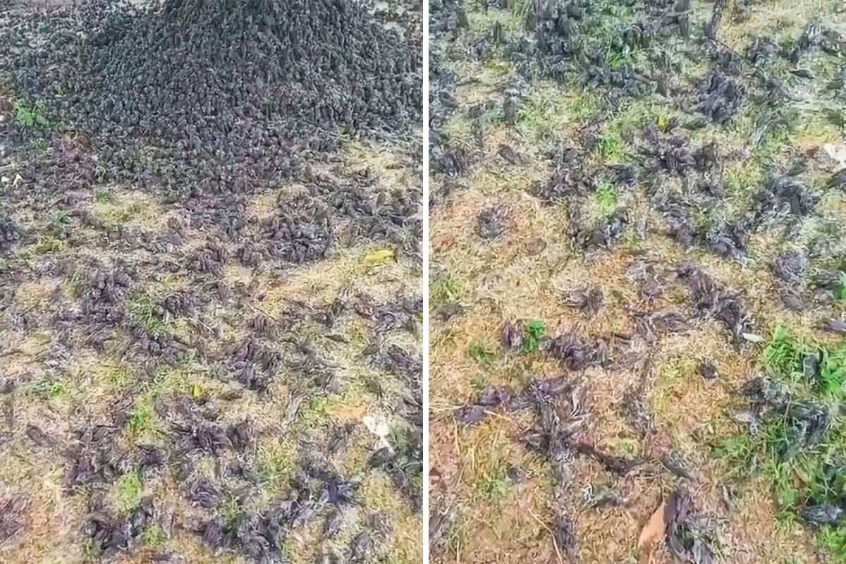 Click to enlarge Hundreds of dead sparrows have been found dead in a cemetery