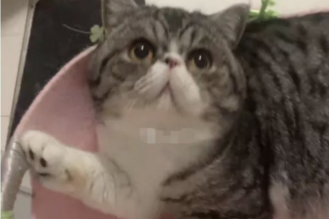 Click to enlarge Liu cat diagnosed covid