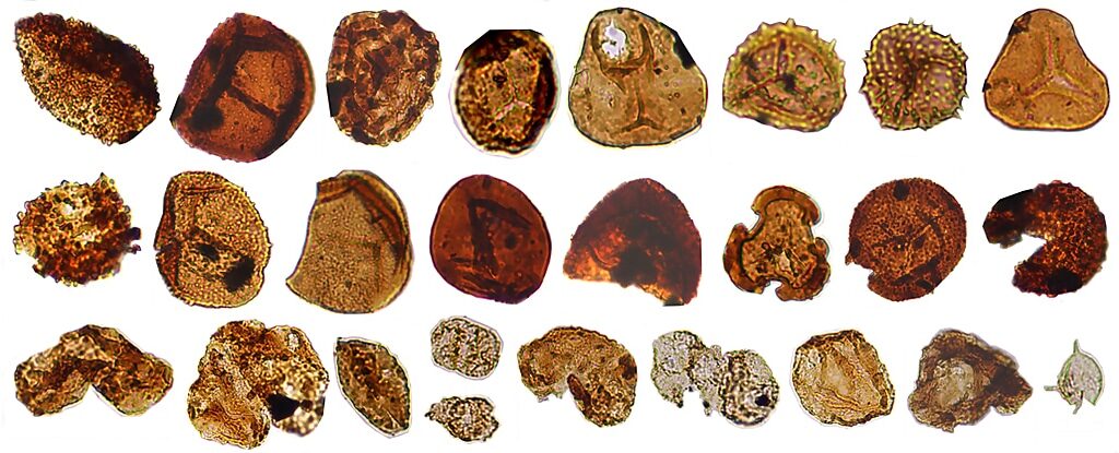 Click to enlarge pollen samples lake china climate study