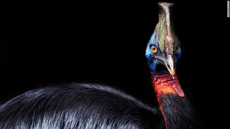 Cassowary