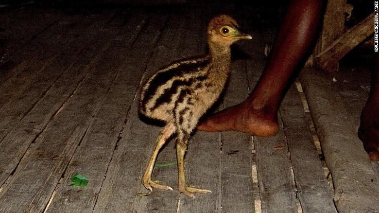 Click to enlarge cassowary