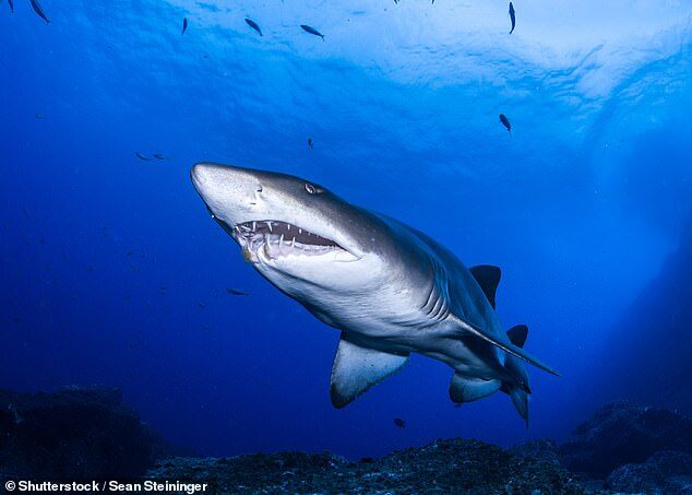 Authorities did not know what type of shark it was but said the beach would be closed for at least two days (stock image)