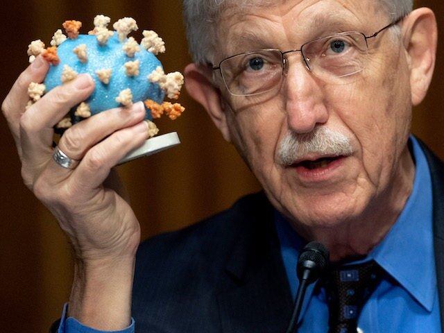 francis collins NIH covid gain of function lies