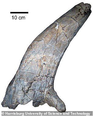 Click to enlarge tirceratops realtive new mexico horn