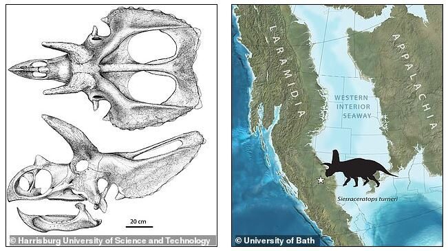 Click to enlarge new triceratops relative range