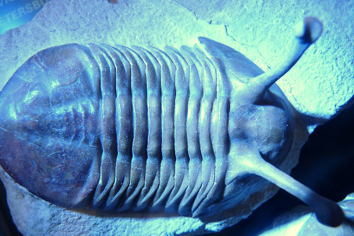 Click to enlarge Trilobite fossil