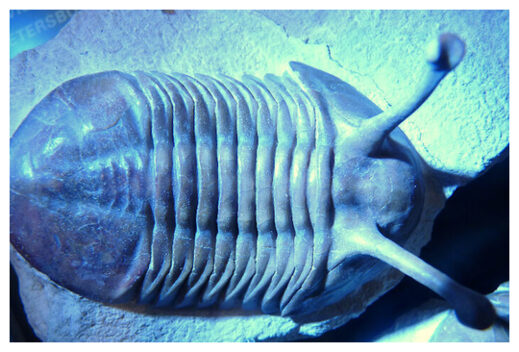 Click to enlarge Trilobite fossil