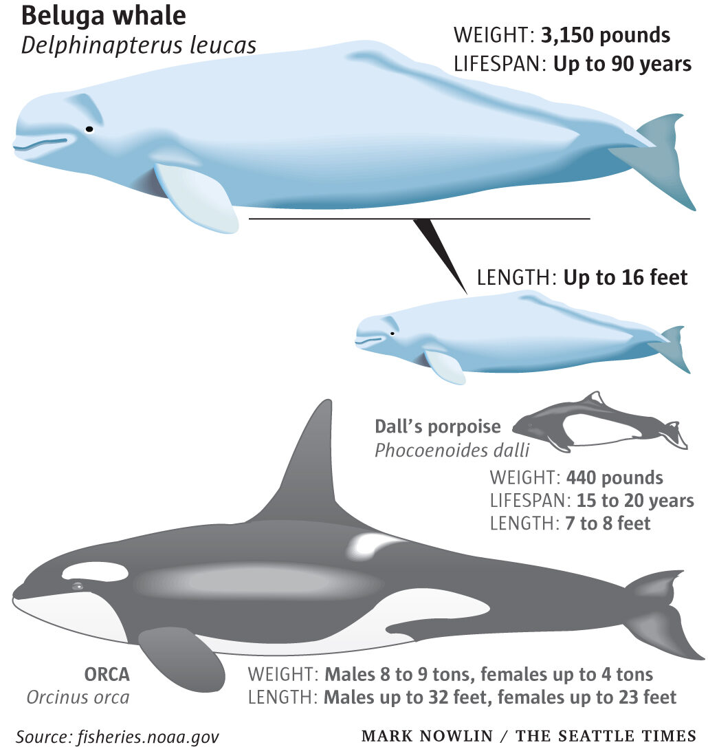 Click to enlarge whales