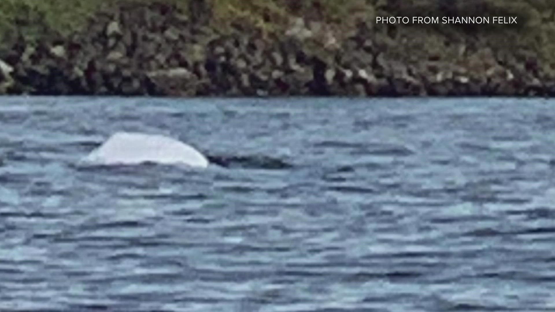 beluga