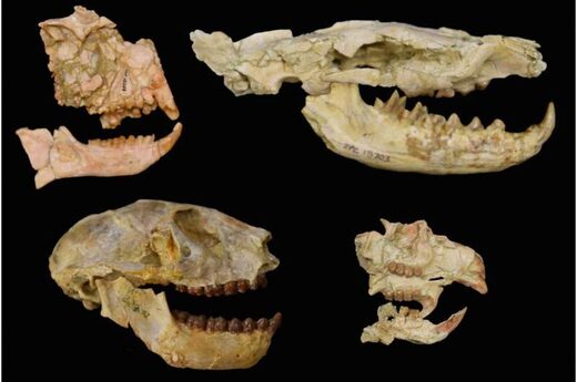 Click to enlarge hyaenodont