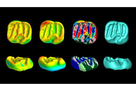 Click to enlarge teeth
