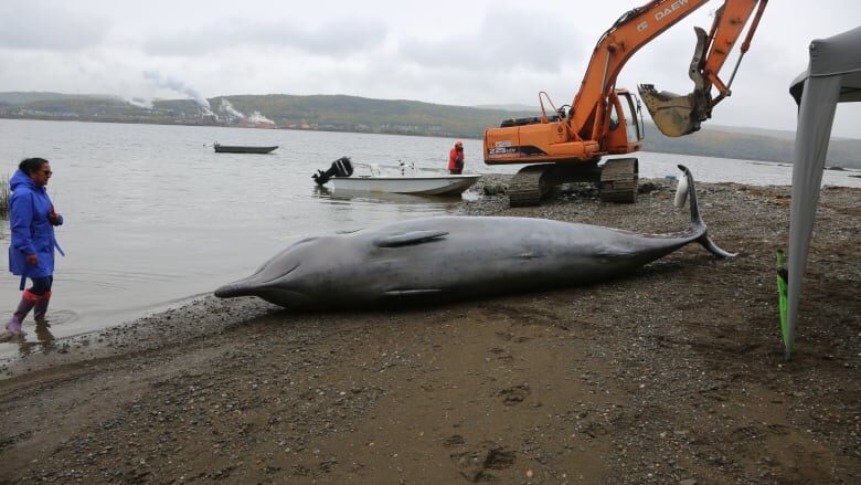 Two northern bottlenose whales were stranded in Chaleur Bay recently, one of which died.