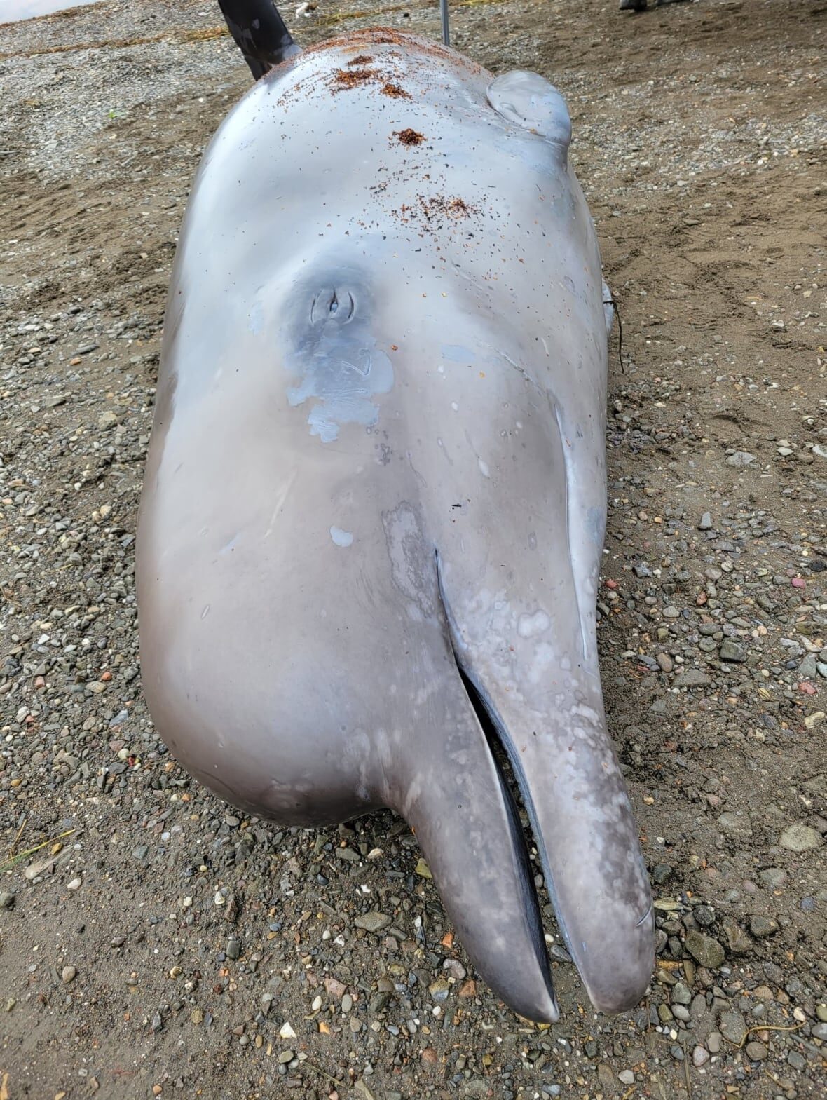 Click to enlarge Wildlife pathologist Laura Bourque said there were no apparent signs of fishing gear entanglements or blunt trauma on the whale.
