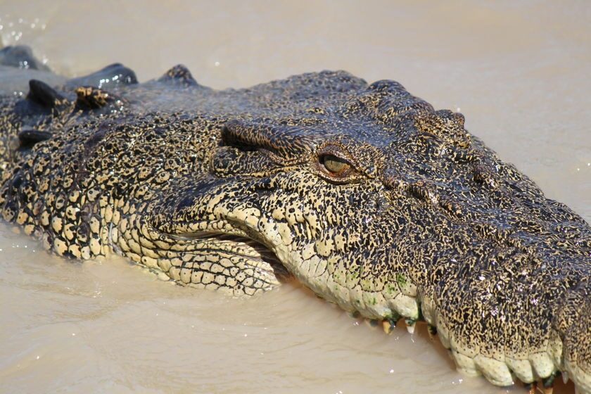 Saltwater crocodiles are the largest reptiles on the planet.