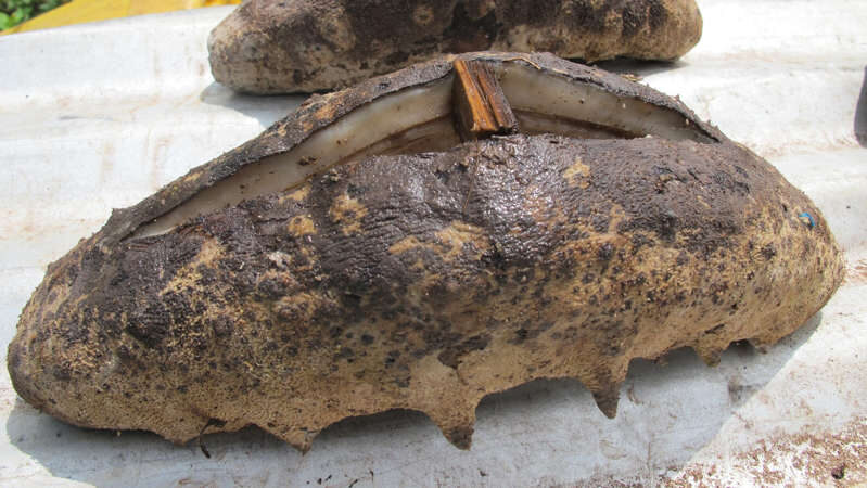 Sea cucumbers can fetch a hefty price in the Pacific depending on their size and species.