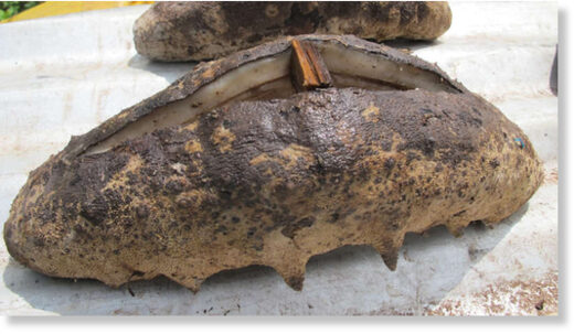 Sea cucumbers can fetch a hefty price in the Pacific depending on their size and species.