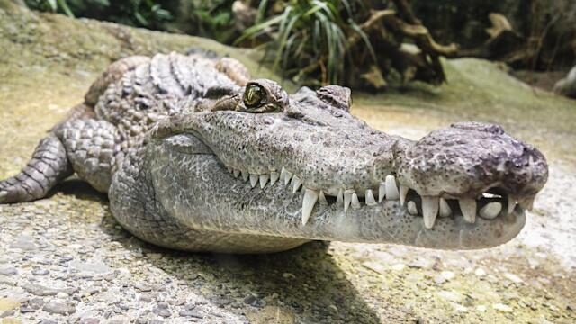 croc