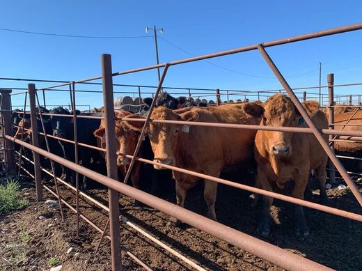 cow ranchers