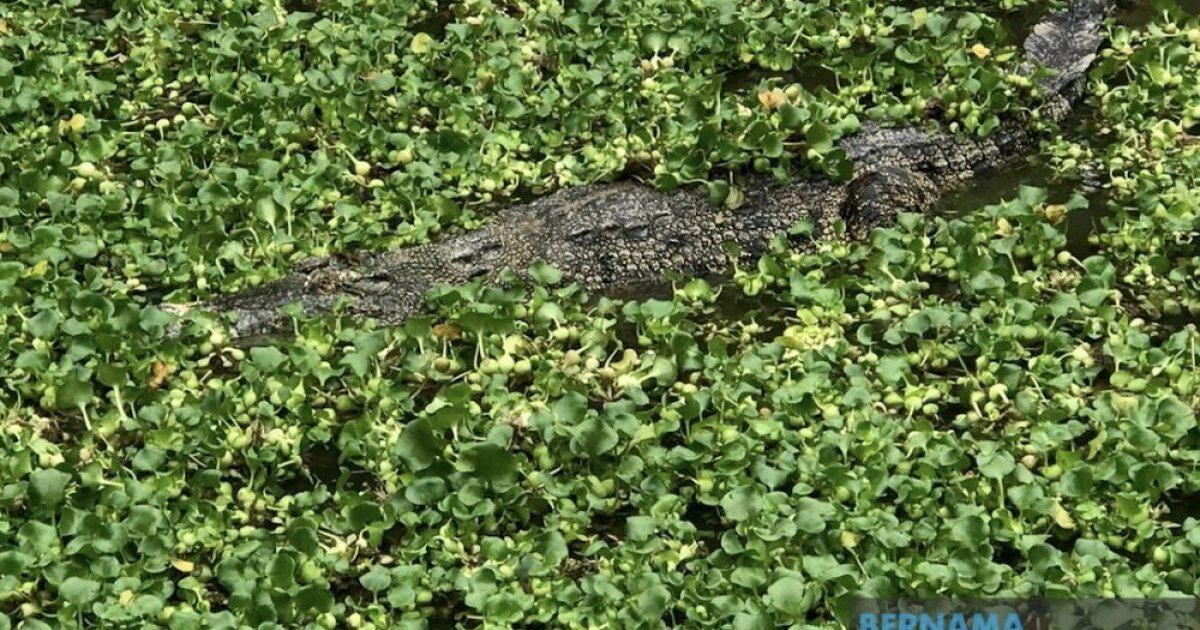 Click to enlarge The Sabah Fire and Rescue Department operations centre, in a statement, said it received an emergency call about a victim being attacked by a crocodile in Kalabakan