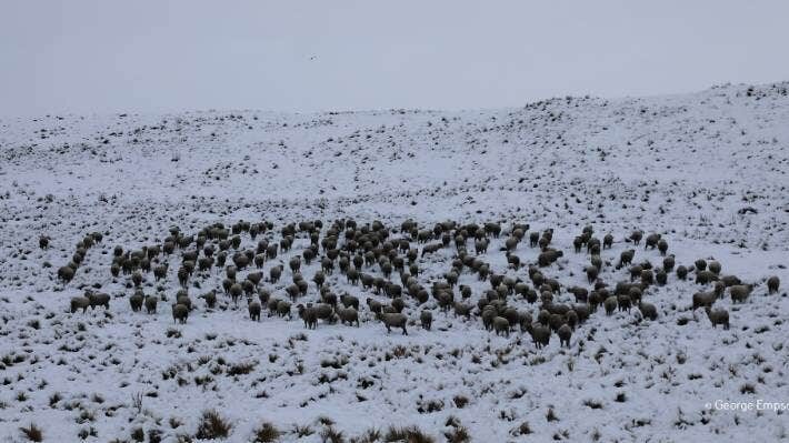 Sheep in the Mackenzie Country huddle in the snow.