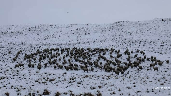 Click to enlarge Sheep in the Mackenzie Country huddle in the snow.