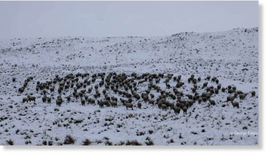 Sheep in the Mackenzie Country huddle in the snow.