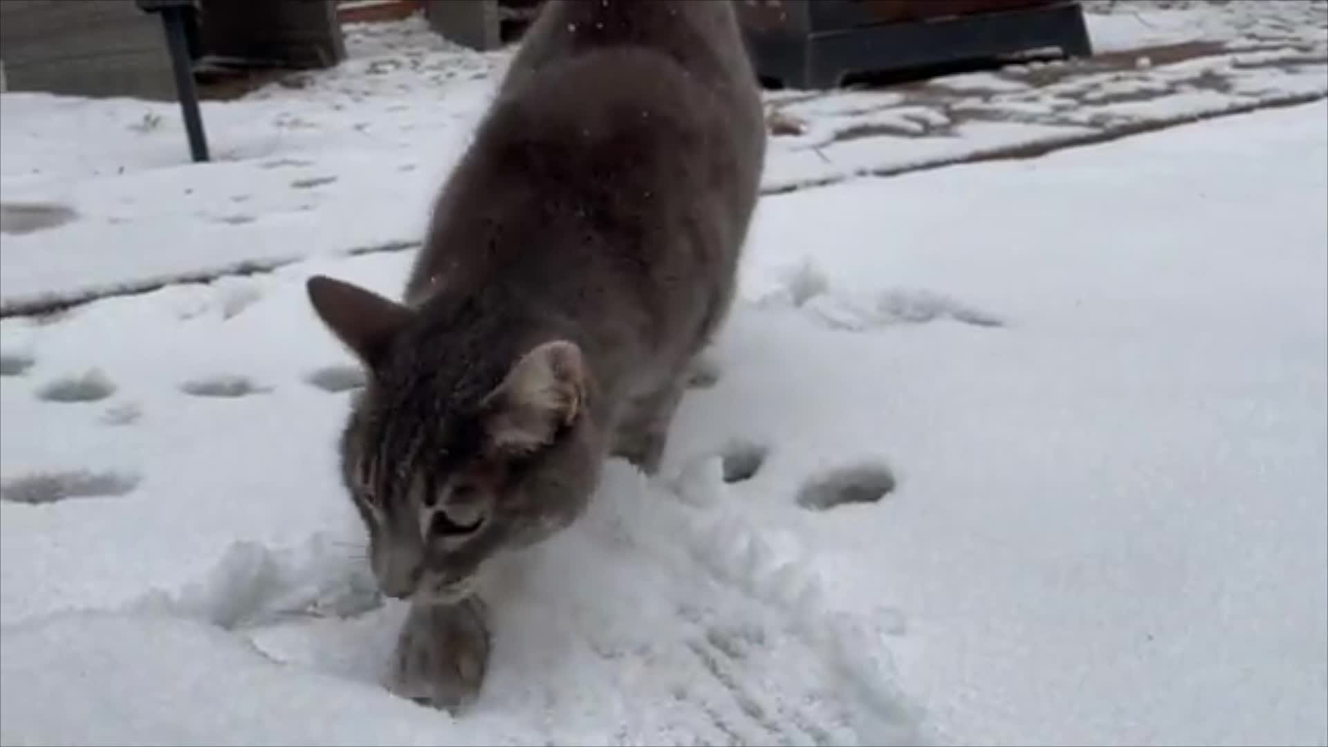 A cat investigated fresh snowfall in Flagstaff, Arizona, on October 12.