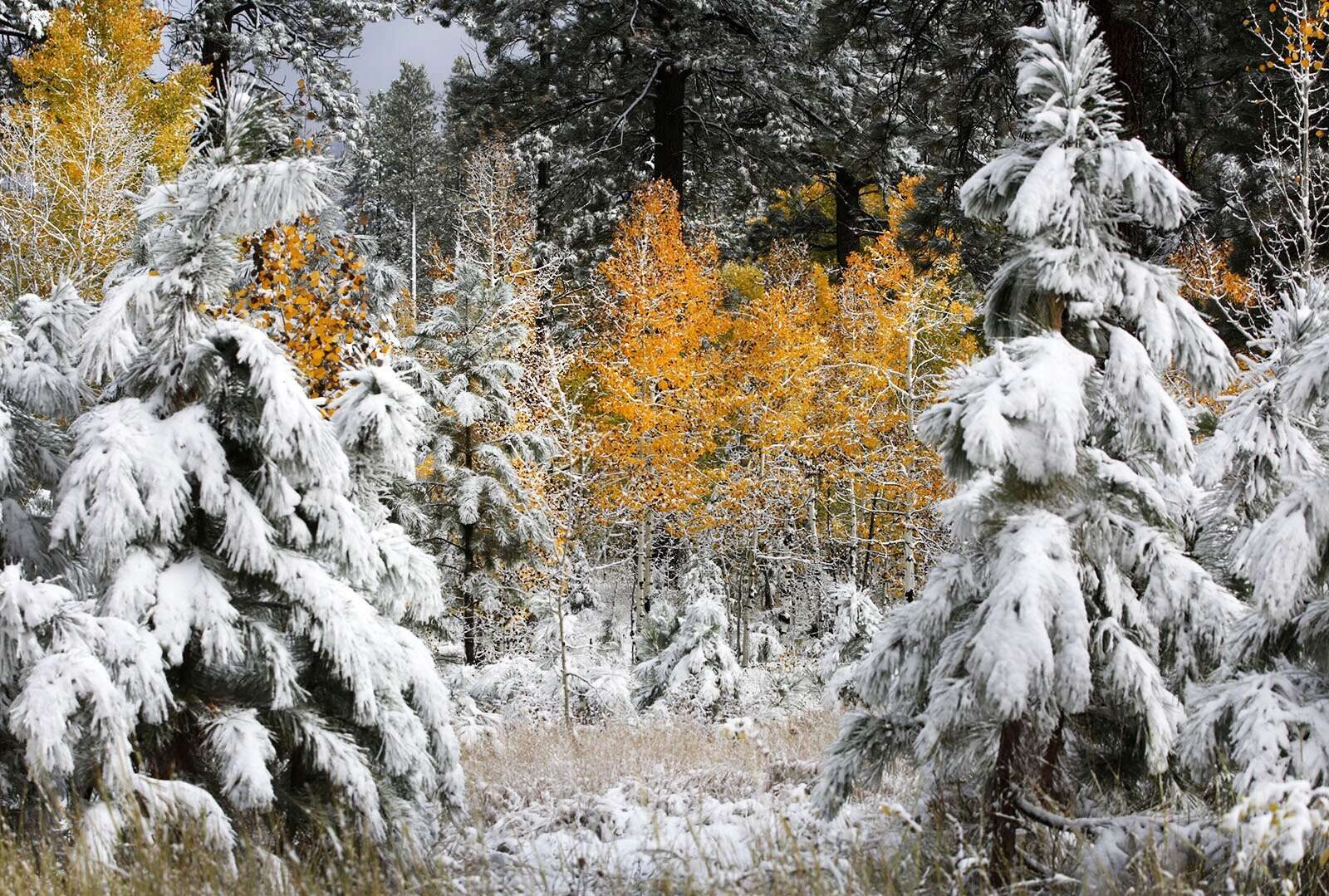 Click to enlarge A winter storm took a toll on fall colors early