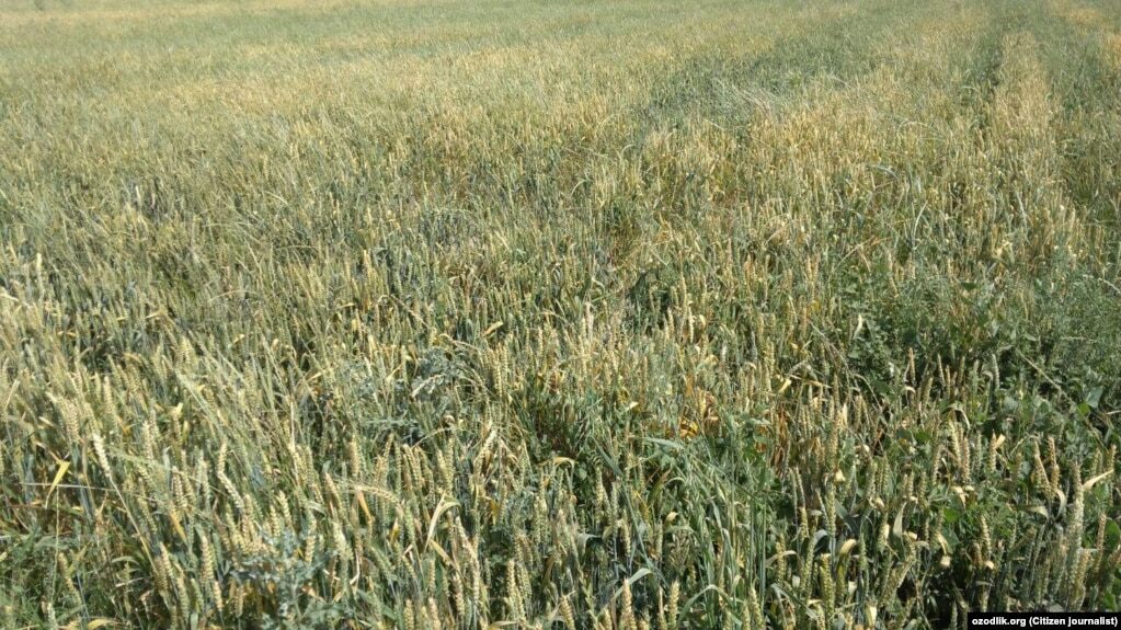 wheat field