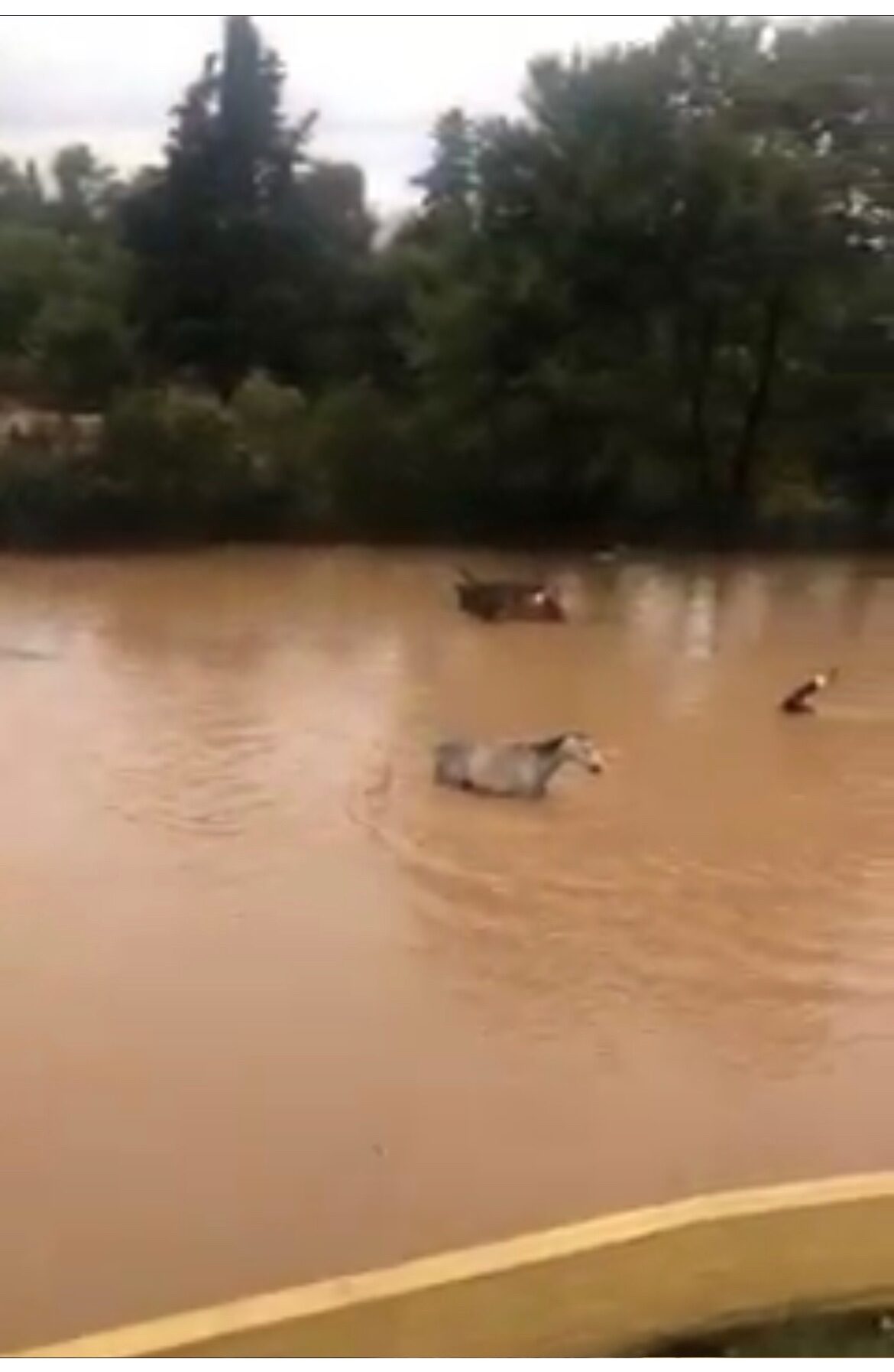 Click to enlarge animals have lost their lives
