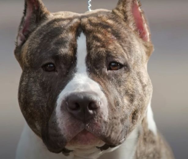 Click to enlarge An American Staffordshire dog (file photo)
