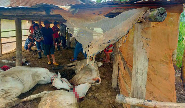 The dead cows in the barn.