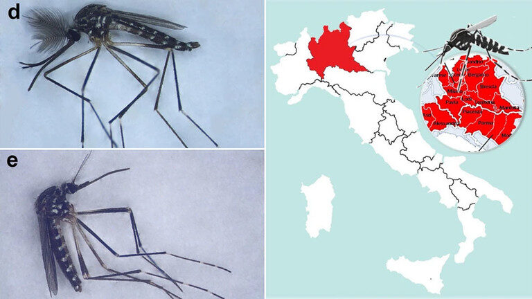 mosquito italy