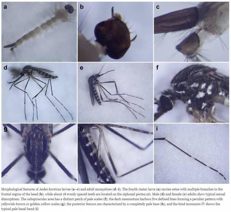 Click to enlarge mosquito parasite