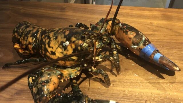 lobster