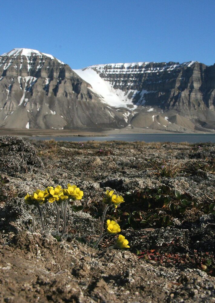 Click to enlarge Arctic flower