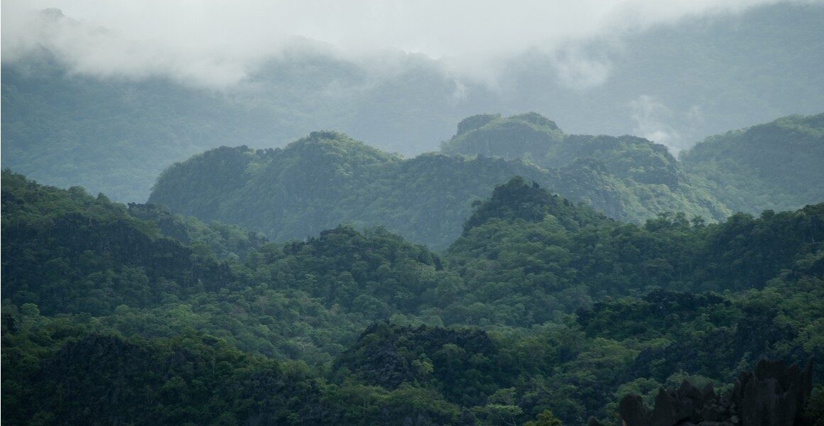 Click to enlarge rainforests