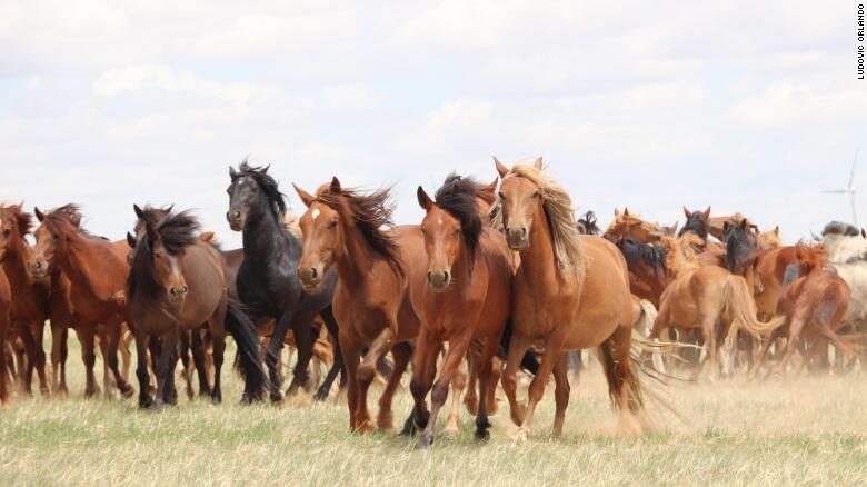 Click to enlarge Horses