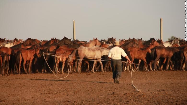 Click to enlarge Kazakhstan horses