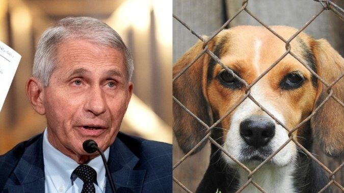 Click to enlarge fauci beagle medical experiments tunisia sand flies