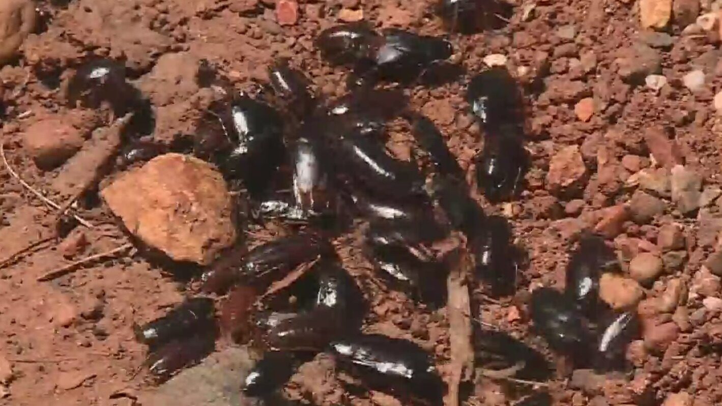 cockroach