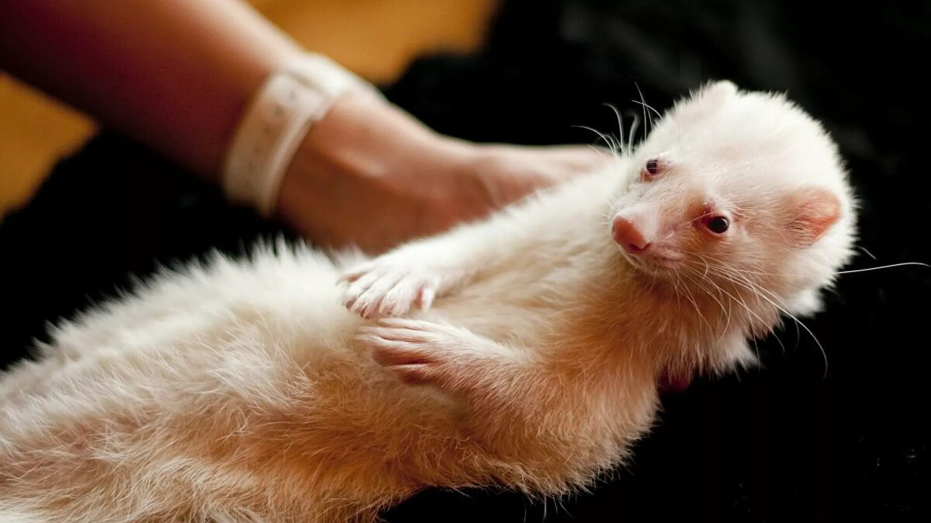 mink