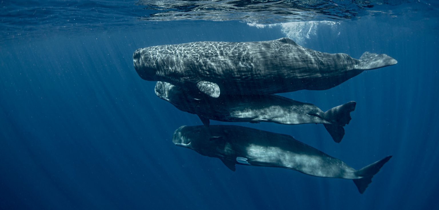 Talking with Sperm Whales