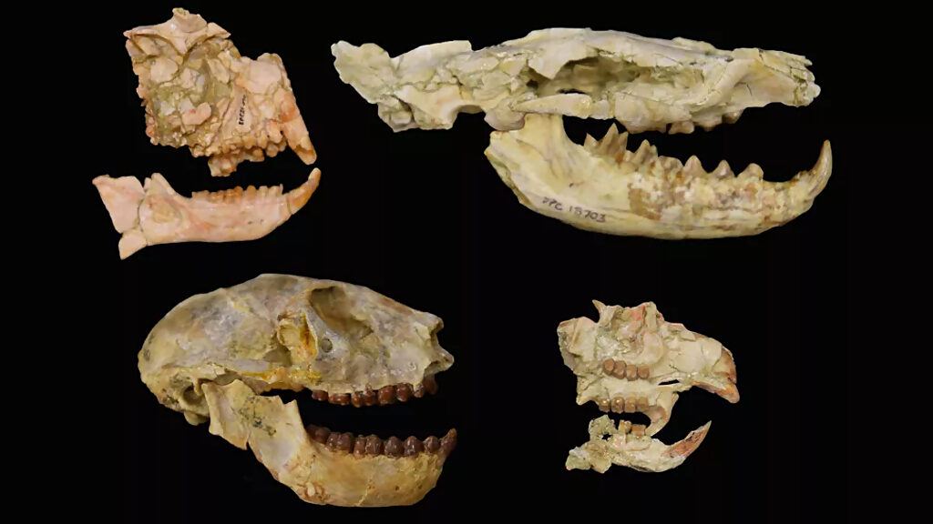 extinct lemurs africa skull fossils