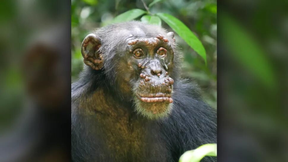 chimpanzee leprosy