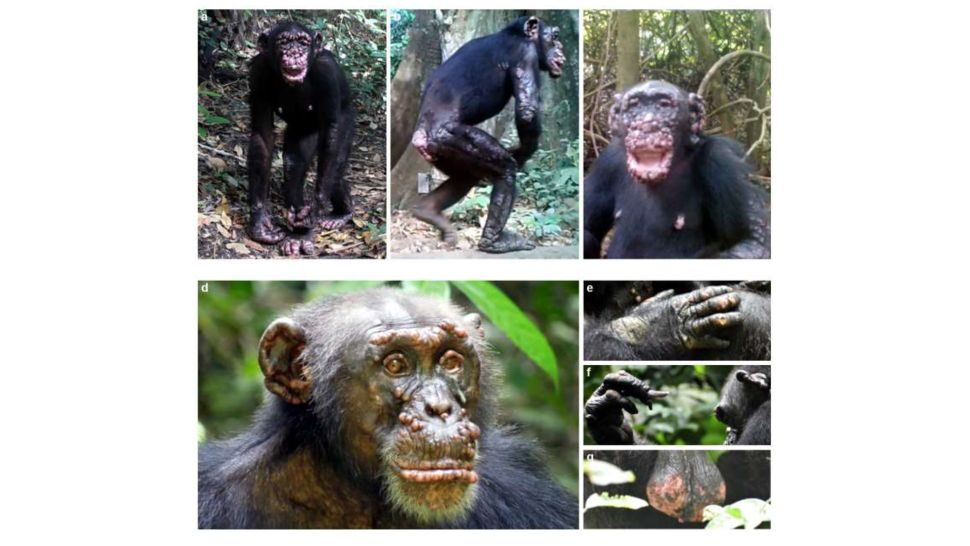 Click to enlarge chimpanzees leprosy