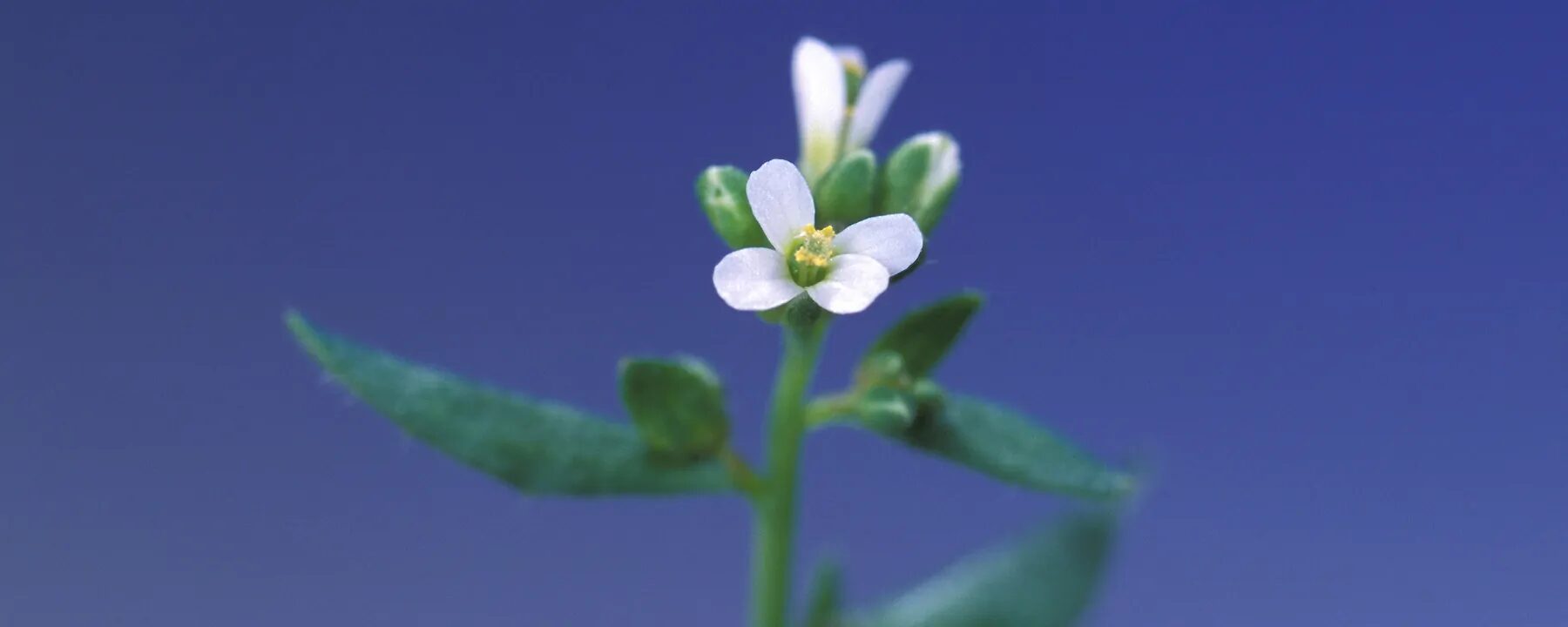 Arabidopsis