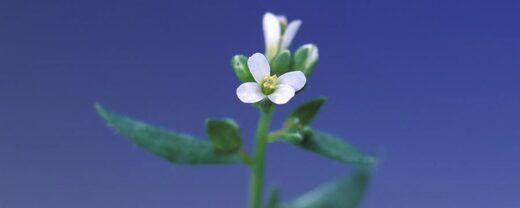 Click to enlarge Arabidopsis