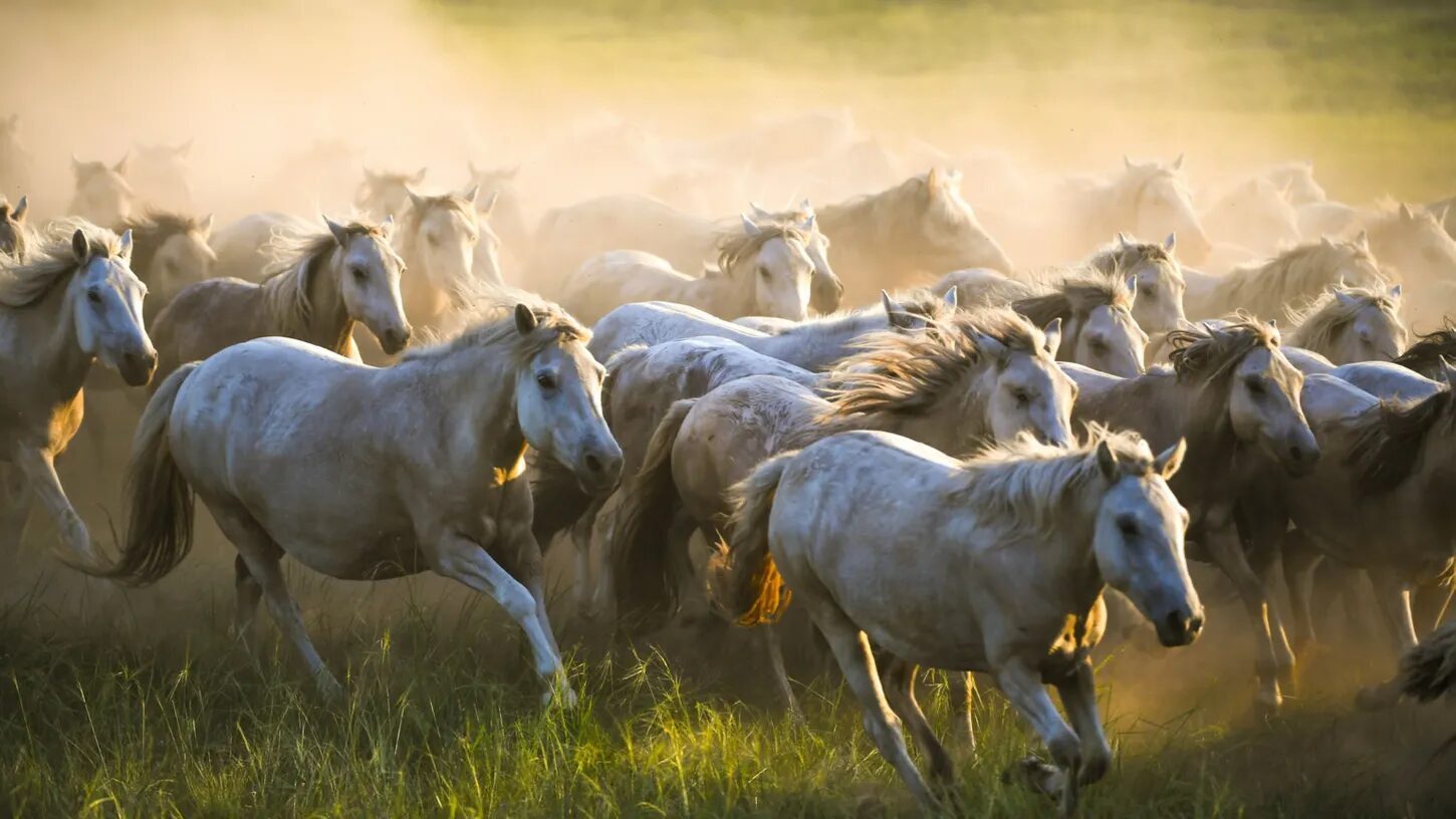 2019 год лошадь. Год лошади. Фото диких лошадей в бежевых оттенках. Domesticated Horse. 2024 Год лошади.