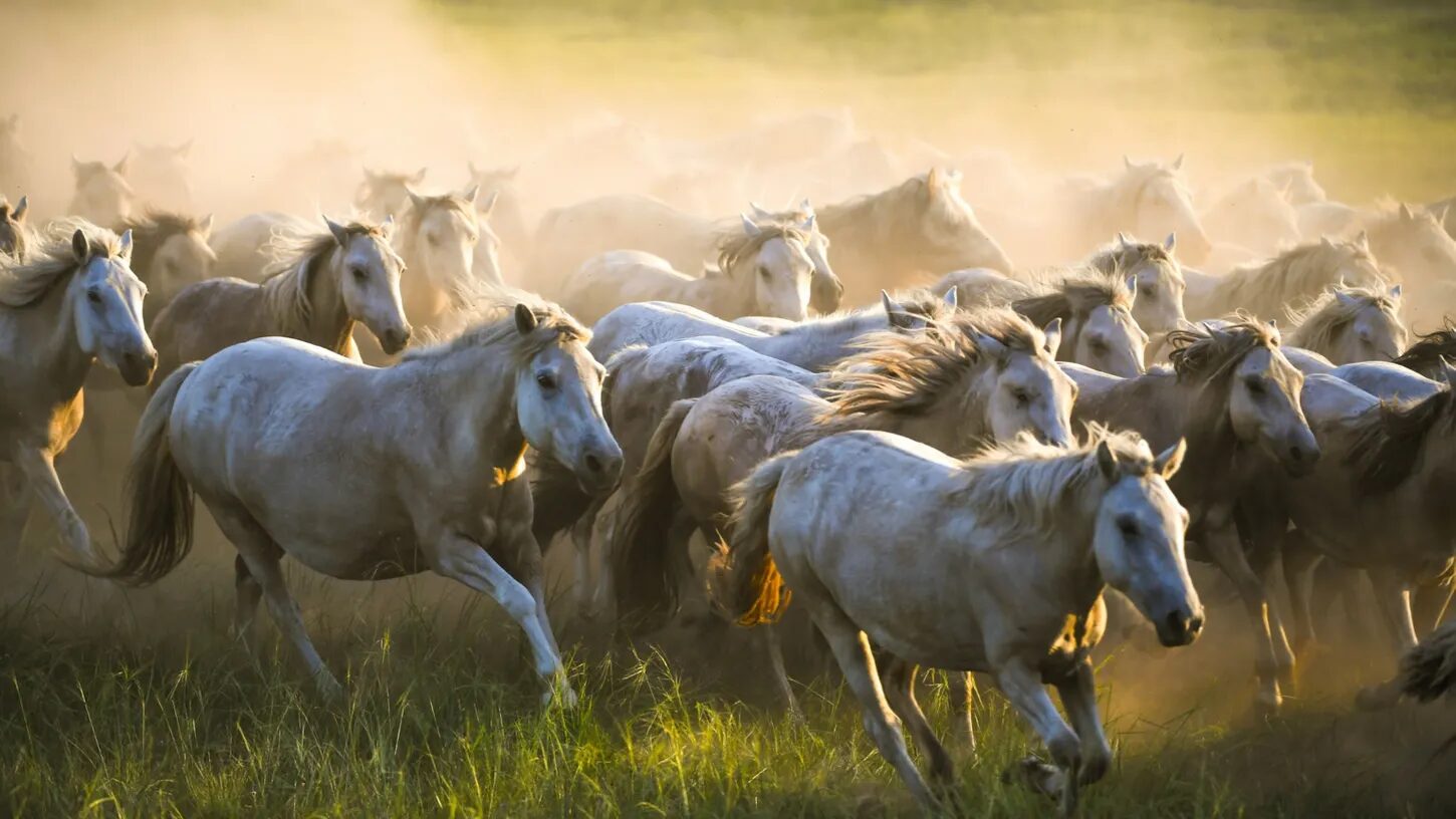 Click to enlarge mongolian horses
